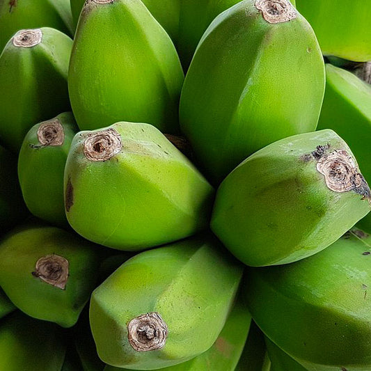 PRE-ORDER: Saba Banana