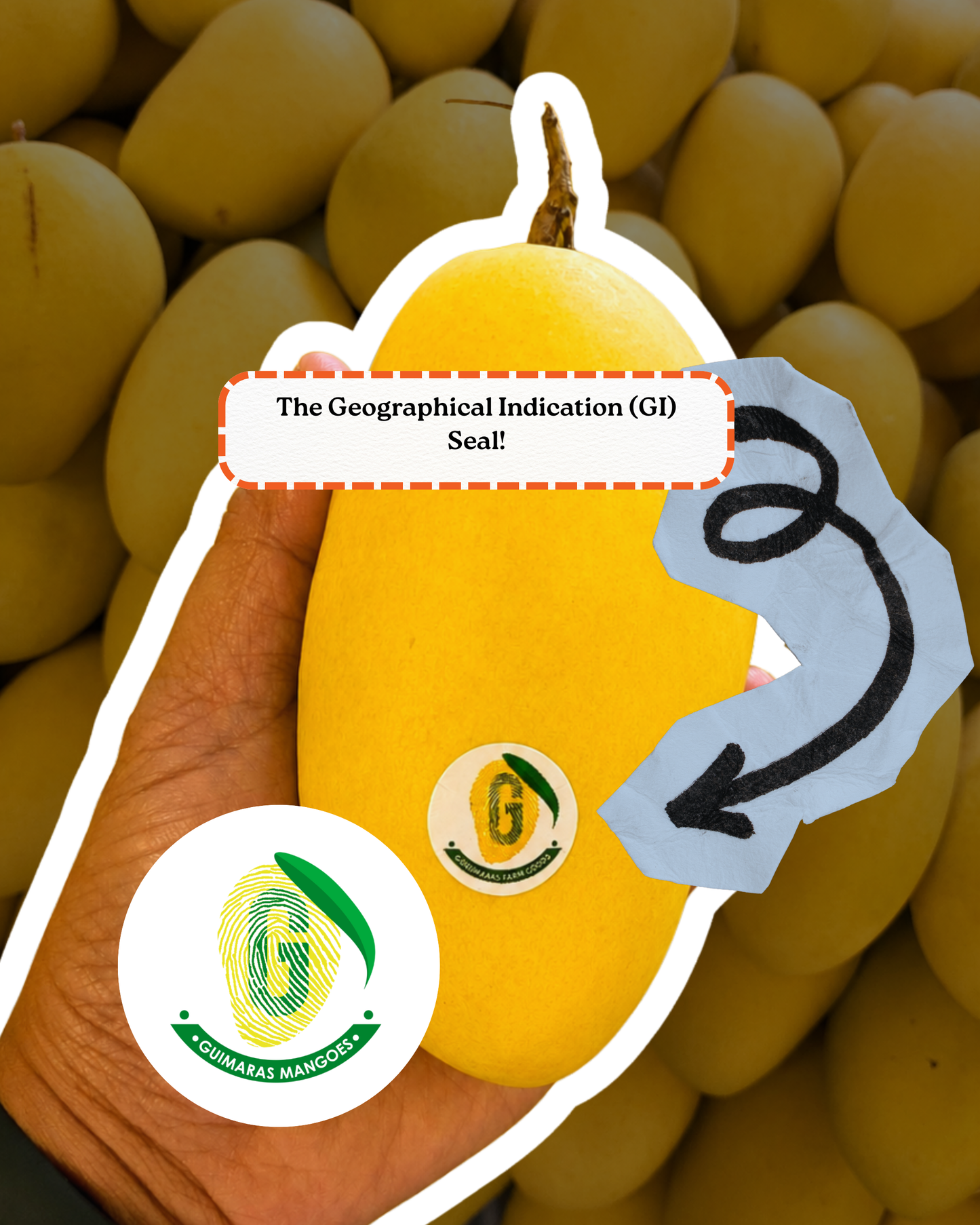 PRE-ORDER: Guimaras Mangoes - 249kr/kg