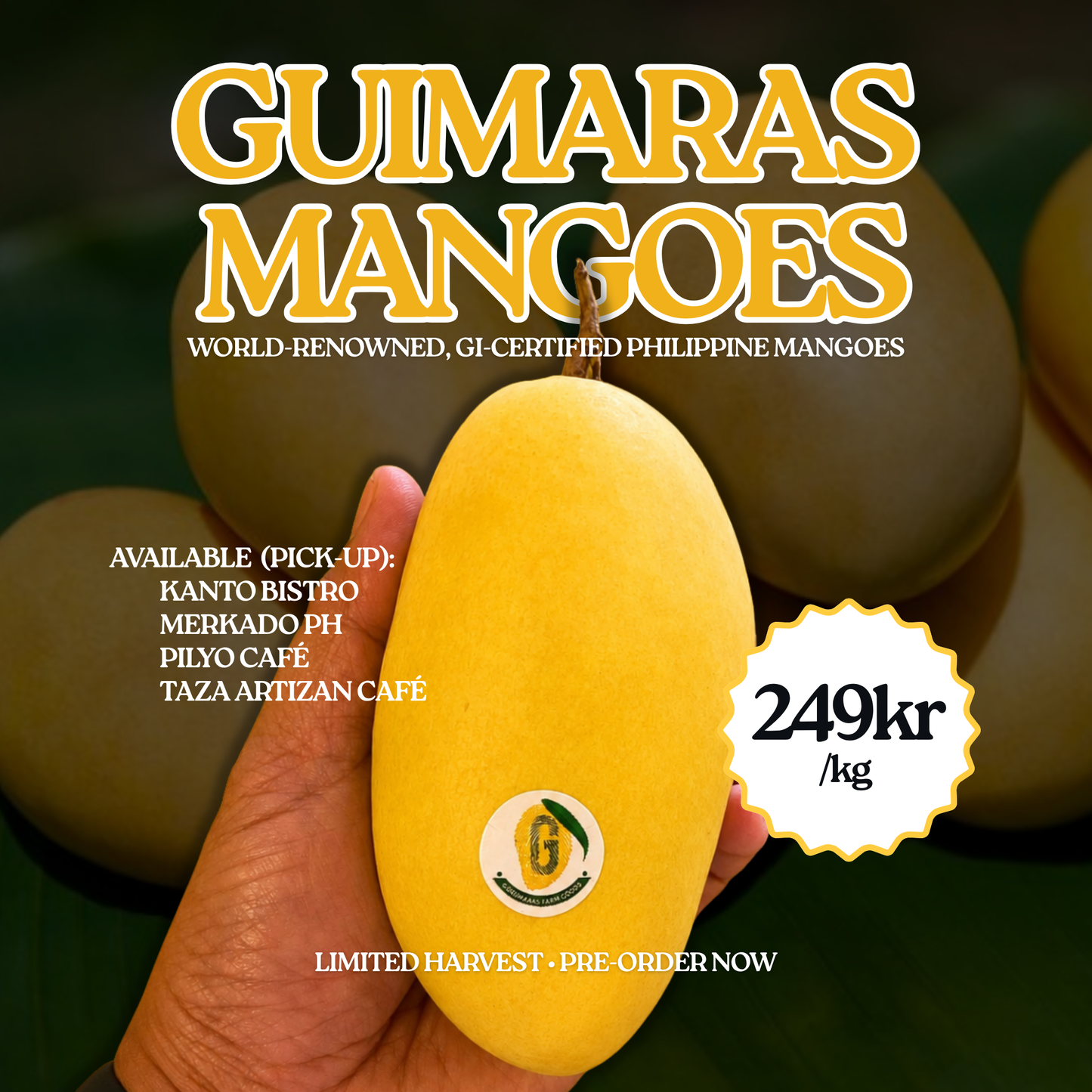 PRE-ORDER: Guimaras Mangoes - 249kr/kg